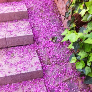 Blossom covered steps, for what are the steps required to book a therapy appointment at Empathic in Canberra
