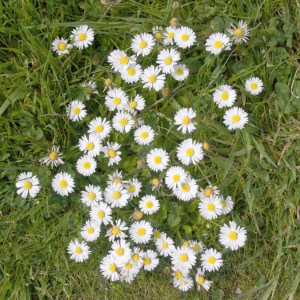 Daisies growing freely in green grass 
