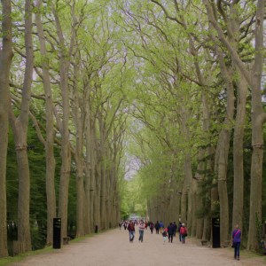 Image of a beautiful path through tall trees - like a journey through life, alone but with others