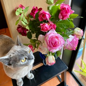 Photo of roses picked from my garden photo bombed by cat