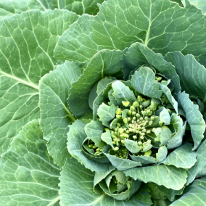 Cabbage flower heads in my home garden here at Empathic, in Watson Canberra.