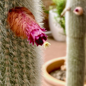 My crazy saguro cactus flower spikes in my home garden here at Empathic, in Watson Canberra.