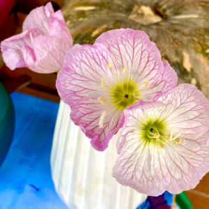 Two flower heads from my home garden here at Empathic, in Watson Canberra.