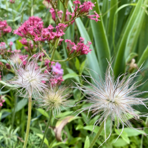 Pulsatilla flower heads in my home garden here at Empathic, in Watson Canberra.