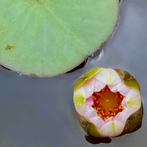 Water lily bloom slightly open in my home garden here at Empathic, in Watson Canberra.