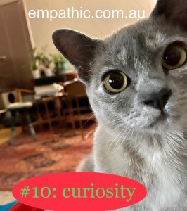Close up of burmese cat’s face with the word “curiosity”