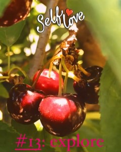 Close up still from video of cherries in a picking orchard in Wombat near Young